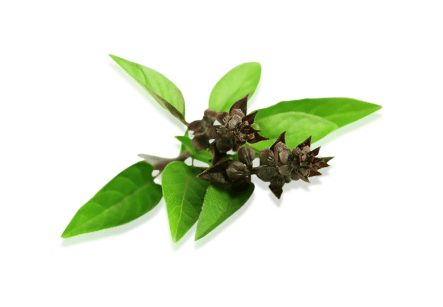 Glycyrrhiza Glabra Leaf Extract