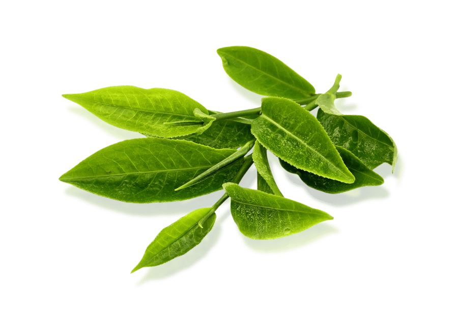 Green tea leaf extract